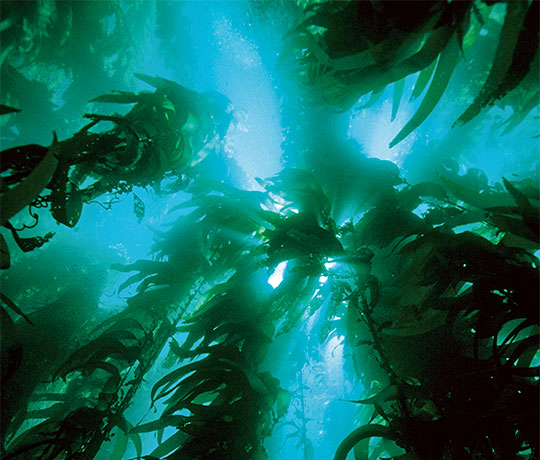 Raw laver grown in clean coastal waters